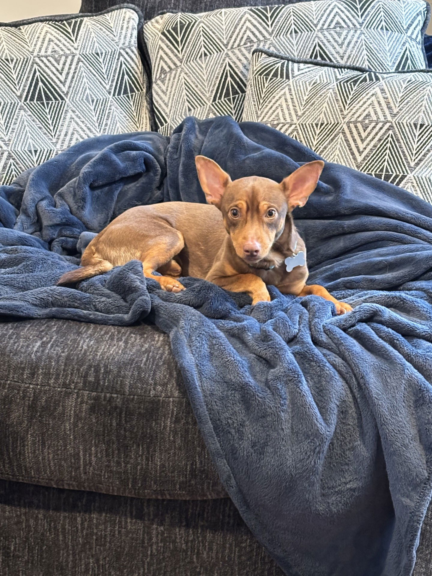 adoptable Dog in Seattle, WA named Palmer