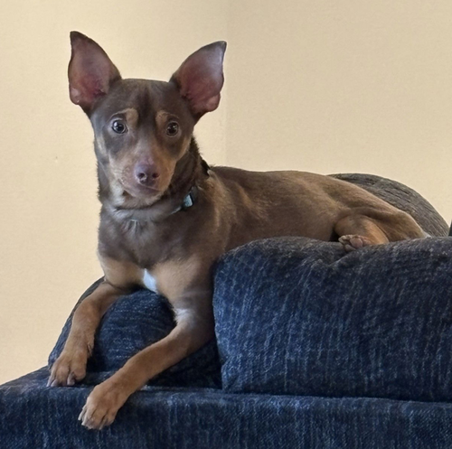 PALMER - Miniature Pinscher / Chihuahua available for adoption