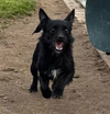 adoptable Dog in Seattle, WA named Melody