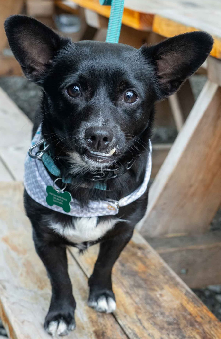 adoptable Dog in Seattle, WA named Bud