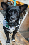 adoptable Dog in Seattle, WA named Bud
