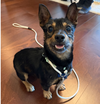 adoptable Dog in Seattle, WA named *  Scout- adoption pending