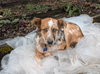 Rusty - Photo 6