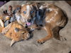 Rusty - Photo 8