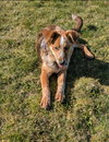 Rusty - Photo 7