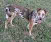 Rusty - Photo 2