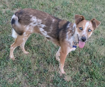 RUSTY - Retriever / Catahoula Leopard Dog available for adoption