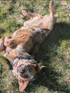 Rusty - Photo 3