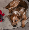 Rusty - Photo 1