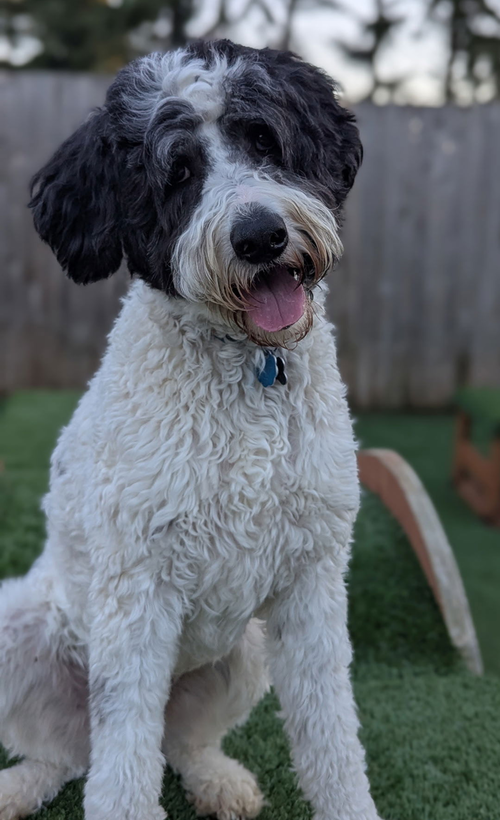 picture of the dog needing adoption