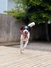 Doodle Buddy - Photo 9