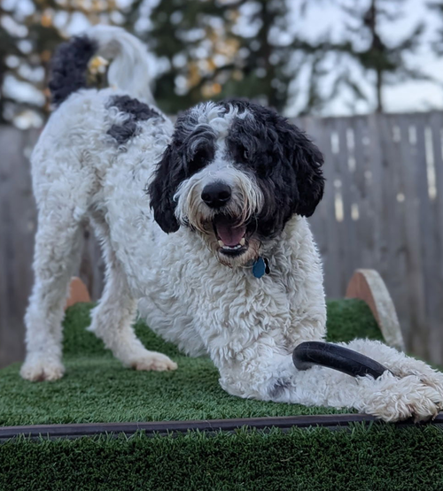 picture of the dog needing adoption