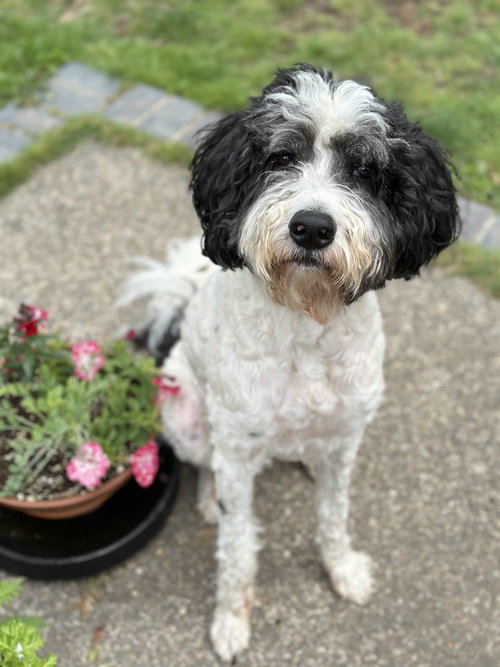 DOODLE BUDDY - Border Collie / Poodle (Standard) for adoption in Seattle