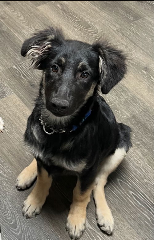 picture of the dog needing adoption