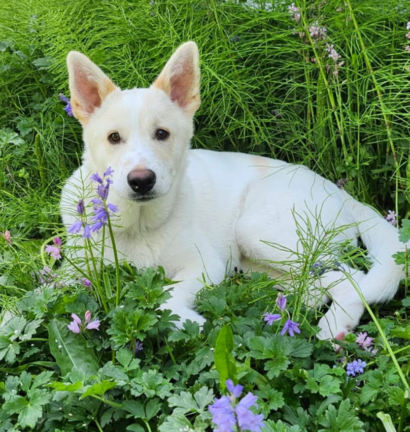 adoptable Dog in Seattle, WA named Wiley