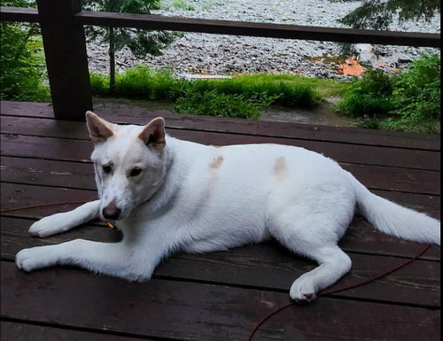 WILEY - Labrador Retriever / Husky available for adoption