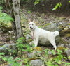 Wiley - Photo 3