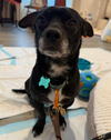 adoptable Dog in Seattle, WA named Chewy