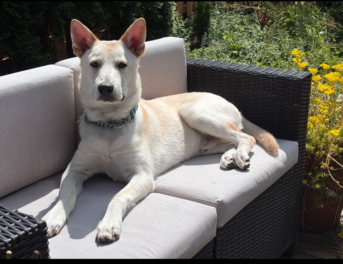 adoptable Dog in Seattle, WA named Boone