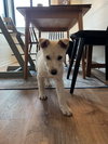 Sienna - Photo 13