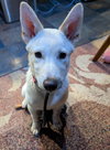 Sienna - Photo 8