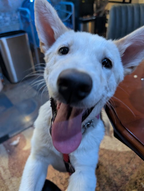 picture of the dog needing adoption