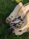 Sienna - Photo 7