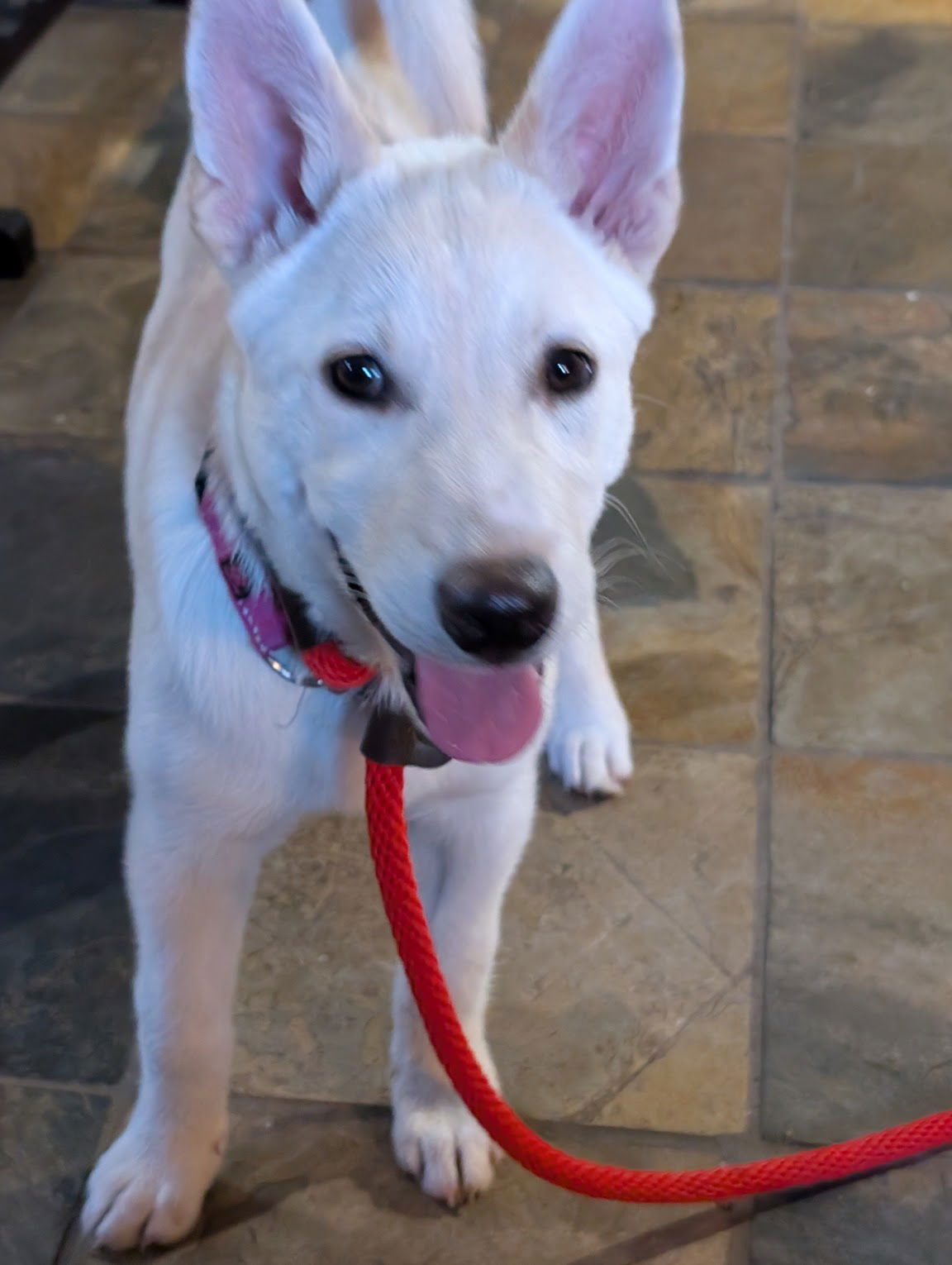 adoptable Dog in Seattle, WA named Sienna