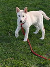 Sienna - Photo 9