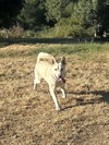 Sienna - Photo 3