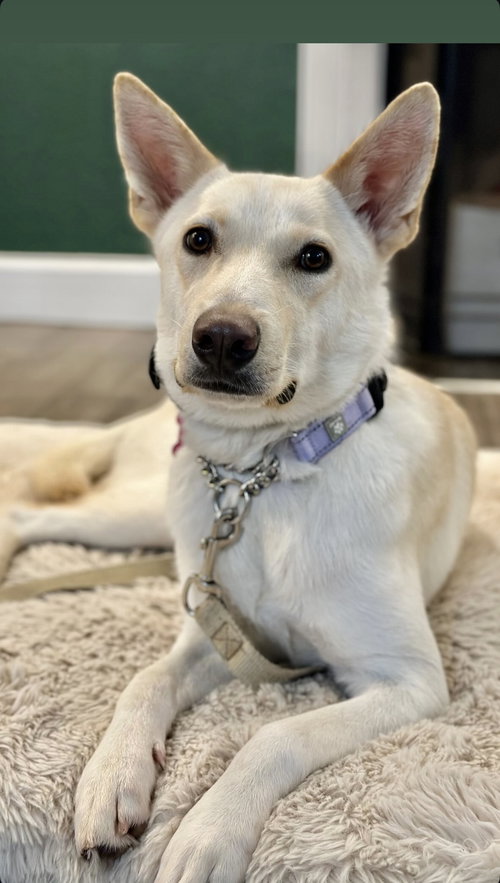 SIENNA - Labrador Retriever / Husky available for adoption