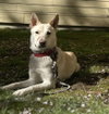 Sienna - Photo 2
