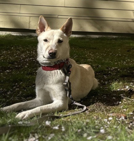 SIENNA - Labrador Retriever / Husky available for adoption