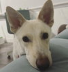 Sienna - Photo 4