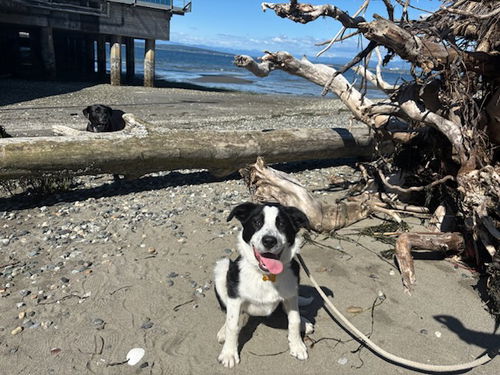 picture of the dog needing adoption