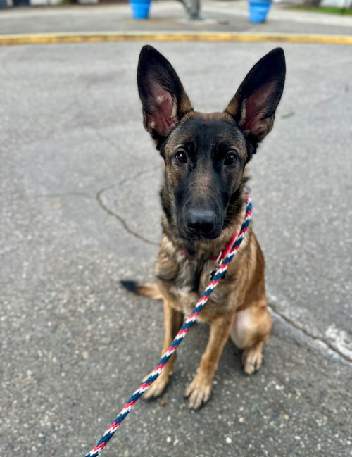 picture of the dog needing adoption