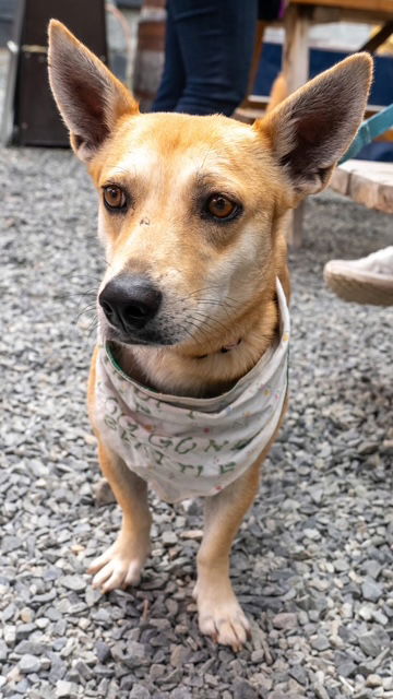 picture of the dog needing adoption