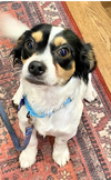 adoptable Dog in Seattle, WA named * Tyler - Adoption Pending
