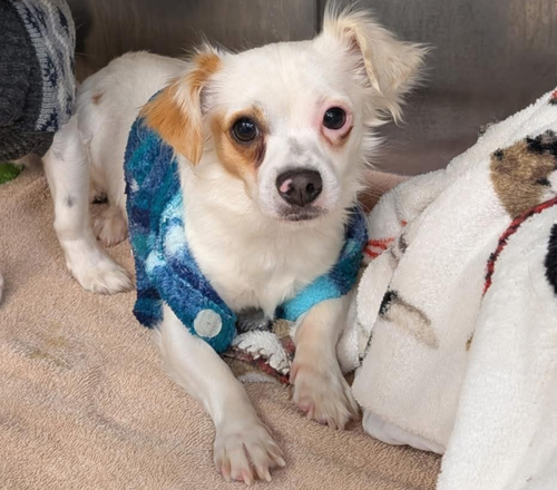 picture of the dog needing adoption