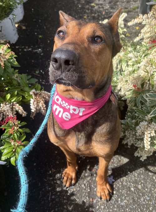 picture of the dog needing adoption
