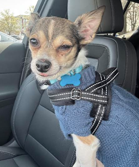 picture of the dog needing adoption
