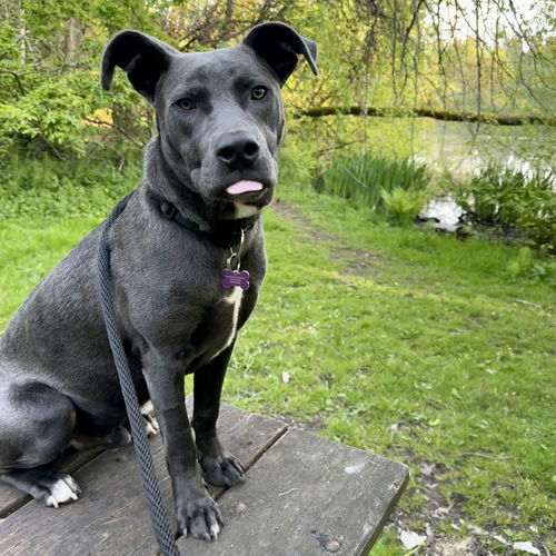 picture of the dog needing adoption