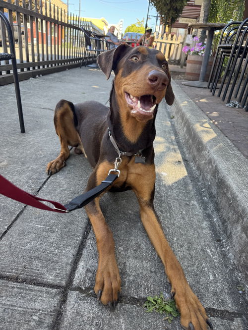 picture of the dog needing adoption