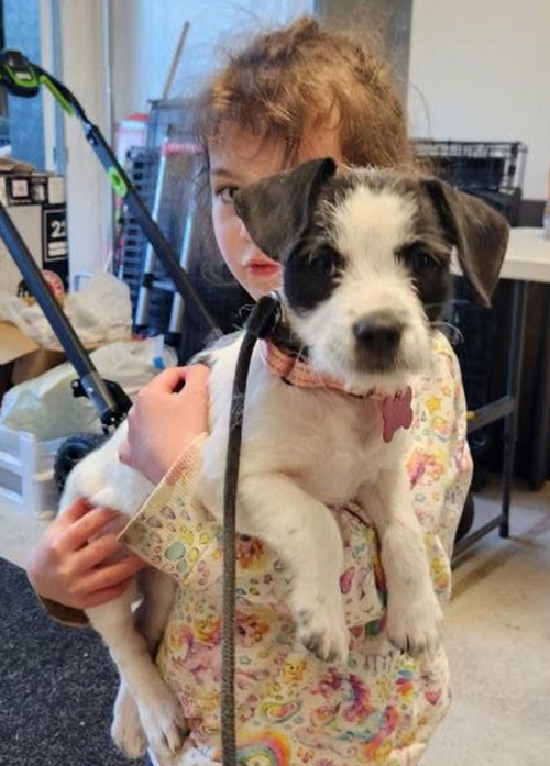 picture of the dog needing adoption