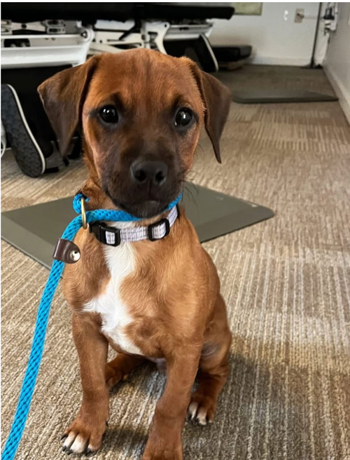 picture of the dog needing adoption