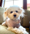 adoptable Dog in  named Vata* Pending