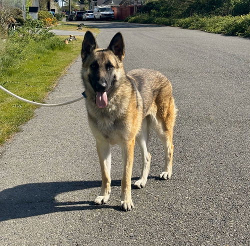 picture of the dog needing adoption