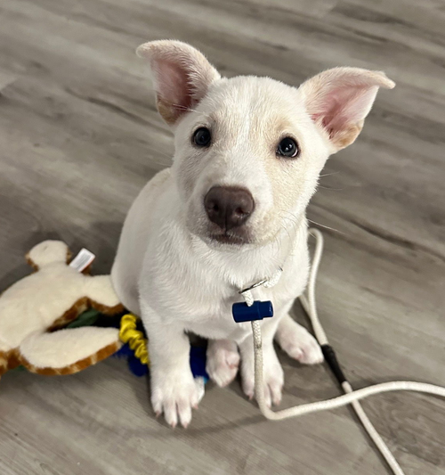 picture of the dog needing adoption