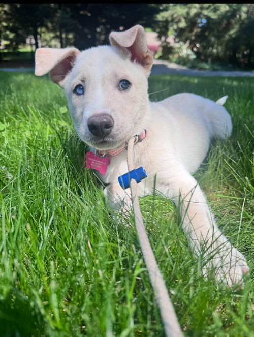 picture of the dog needing adoption