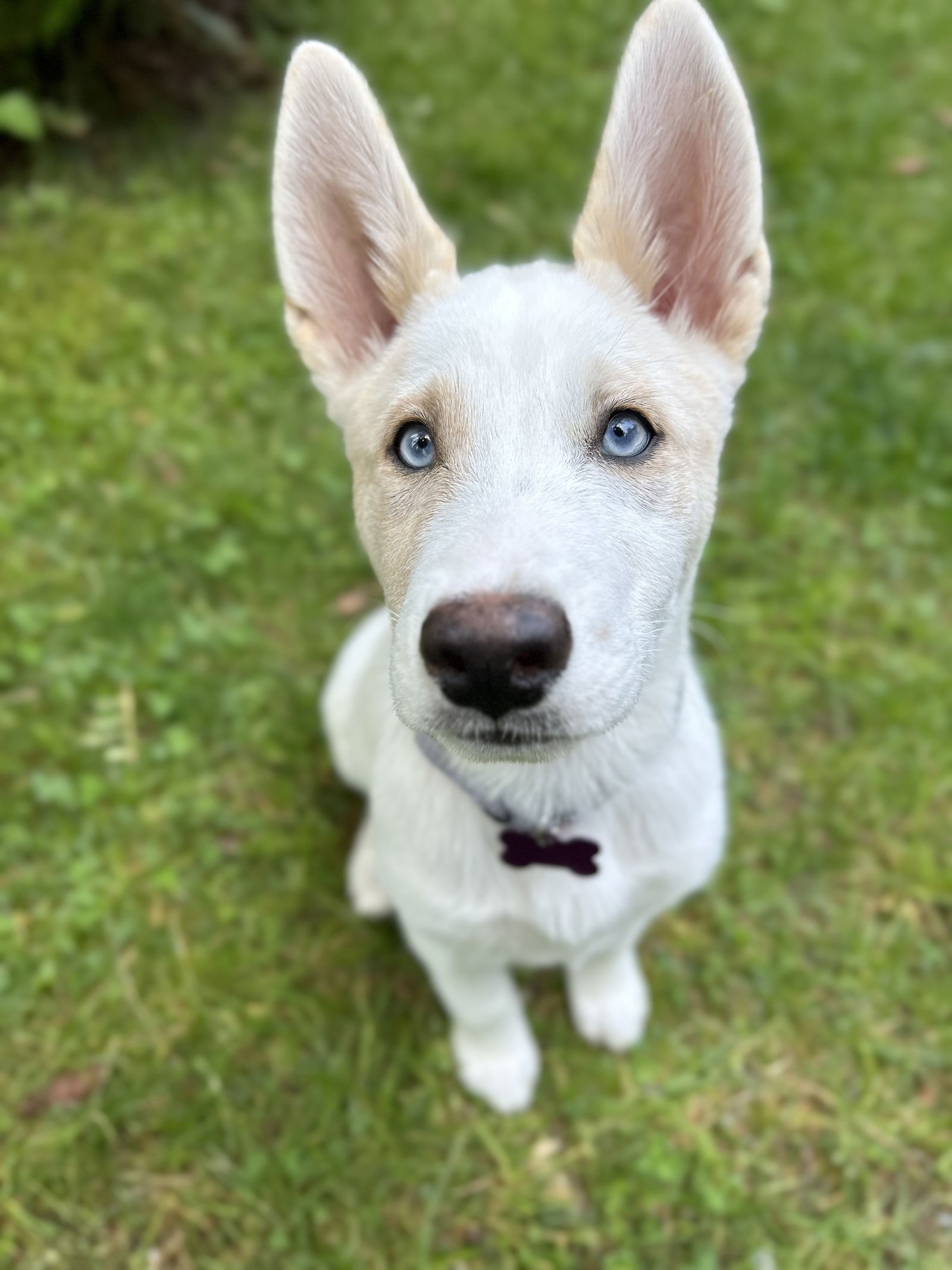 adoptable Dog in Seattle, WA named Smokey